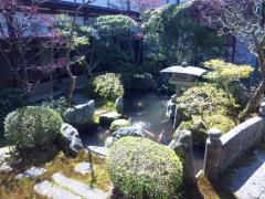 鯉の泳ぐ池。日本庭園